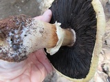 Agaricus didymus image