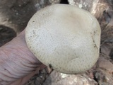 Agaricus didymus image