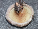 Paxillus involutus image
