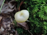Hygrocybe flavifolia image