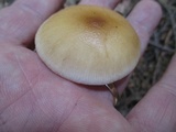 Amanita sect. Vaginatae image