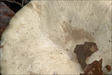 Lactarius pallidus image