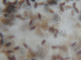 Coprinopsis marcescibilis image