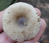 Amanita longicuneus image