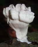 Cymatoderma caperatum image