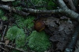 Xanthoconium affine image