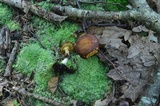 Xanthoconium affine image