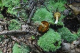 Xanthoconium affine image