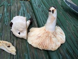 Lactarius subvernalis image