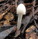 Coprinopsis marcescibilis image