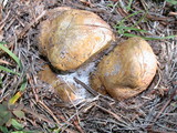 Rhizopogon ochraceorubens image