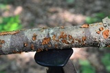 Hydnoporia tabacina image