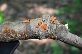 Hydnoporia tabacina image