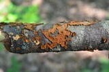 Hydnoporia tabacina image