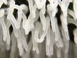 Ceratiomyxa fruticulosa var. fruticulosa image