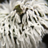 Ceratiomyxa fruticulosa var. fruticulosa image