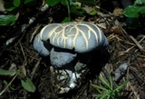Albatrellus flettii image