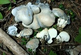Albatrellus flettii image