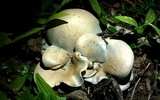 Albatrellus flettii image