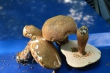 Tylopilus badiceps image