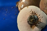Tylopilus badiceps image
