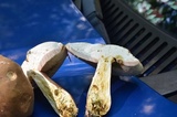Tylopilus badiceps image
