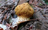 Fuligo septica image