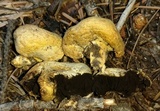 Agaricus inapertus image