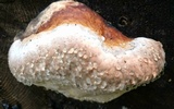 Fomitopsis mounceae image