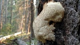 Fomitopsis mounceae image