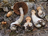 Cortinarius armillatus image