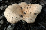 Lactarius pubescens image