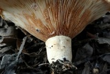 Lactarius pubescens image
