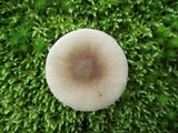 Amanita solaniolens image
