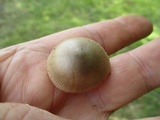 Amanita sect. Vaginatae image