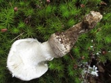 Amanita onusta image