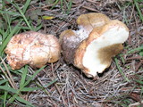 Rhizopogon ochraceorubens image