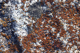 Caloplaca feracissima image