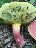 Boletus pallidoroseus image