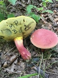 Boletus pallidoroseus image