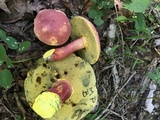 Boletus pallidoroseus image