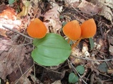 Entoloma quadratum image