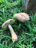 Boletus patrioticus image