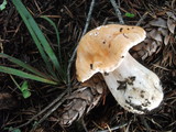Hygrocybe pratensis image