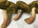 Boletus patrioticus image