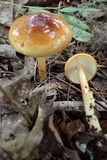 Limacella glischra image