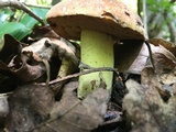 Boletus subluridellus image