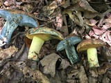 Boletus subluridellus image