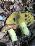 Boletus subluridellus image