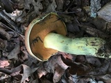 Boletus subluridellus image
